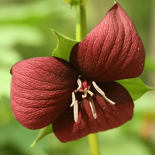 Trillium Week