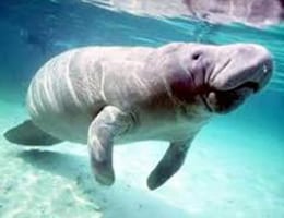 Aquarium researcher explores world of dugongs, the unusual relatives of manatees from Australia