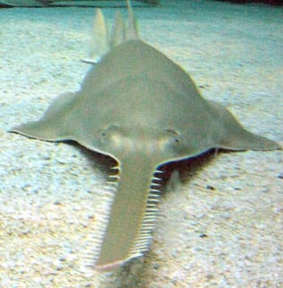 Traveling the world to protect unusual sawfish